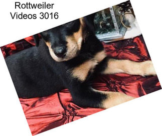 Rottweiler Videos 3016