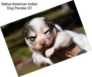 Native American Indian Dog Pandas G1