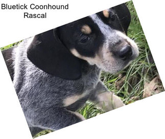 Bluetick Coonhound Rascal