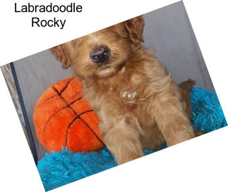 Labradoodle Rocky