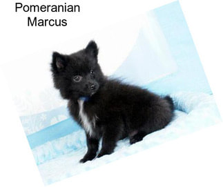 Pomeranian Marcus