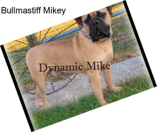 Bullmastiff Mikey