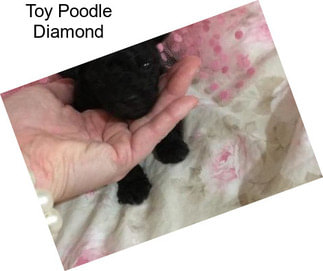 Toy Poodle Diamond