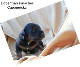 Doberman Pinscher Capone/ckc