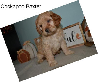 Cockapoo Baxter