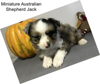 Miniature Australian Shepherd Jack