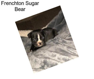 Frenchton Sugar Bear