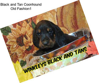 Black and Tan Coonhound Old Fashion1