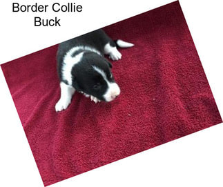 Border Collie Buck