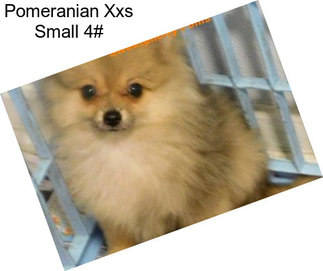 Pomeranian Xxs Small 4#