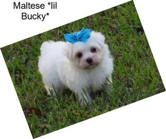 Maltese *lil Bucky*