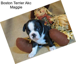 Boston Terrier Akc Maggie