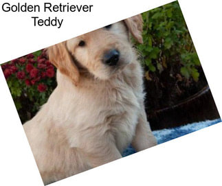 Golden Retriever Teddy