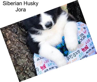 Siberian Husky Jora