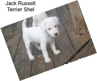 Jack Russell Terrier Shel