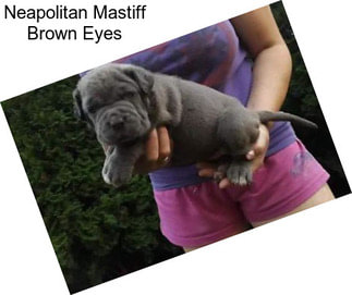Neapolitan Mastiff Brown Eyes