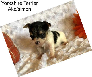 Yorkshire Terrier Akc/simon