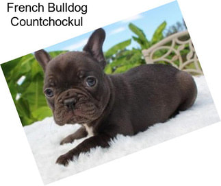 French Bulldog Countchockul