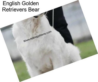 English Golden Retrievers Bear