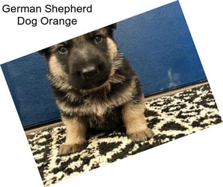 German Shepherd Dog Orange