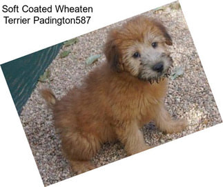 Soft Coated Wheaten Terrier Padington587