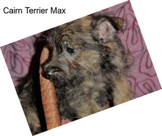 Cairn Terrier Max