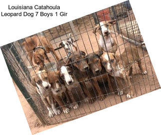 Louisiana Catahoula Leopard Dog 7 Boys 1 Gir