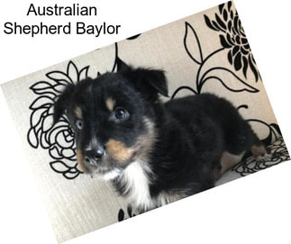 Australian Shepherd Baylor