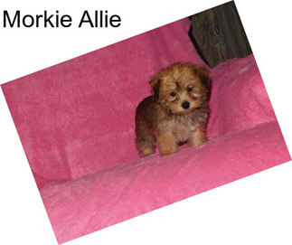 Morkie Allie