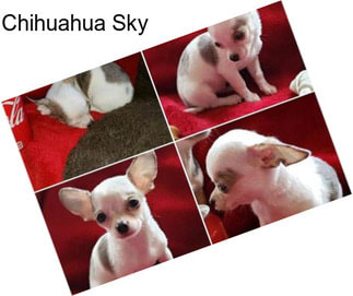Chihuahua Sky