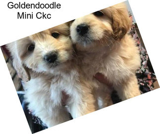 Goldendoodle Mini Ckc