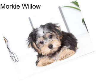 Morkie Willow