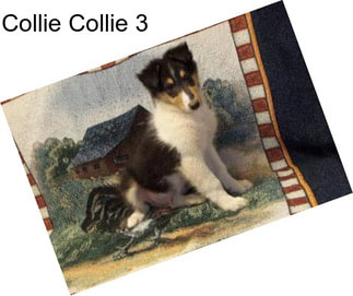 Collie Collie 3