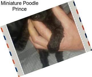 Miniature Poodle Prince