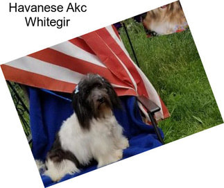 Havanese Akc Whitegir