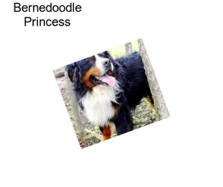 Bernedoodle Princess