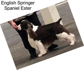 English Springer Spaniel Ester