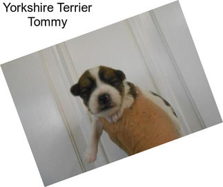 Yorkshire Terrier Tommy