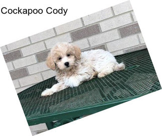 Cockapoo Cody