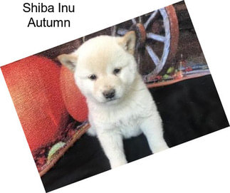 Shiba Inu Autumn