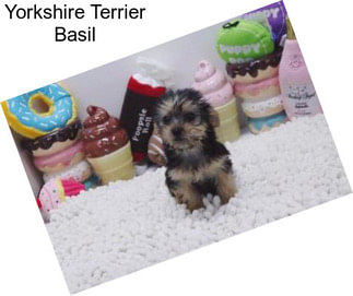 Yorkshire Terrier Basil