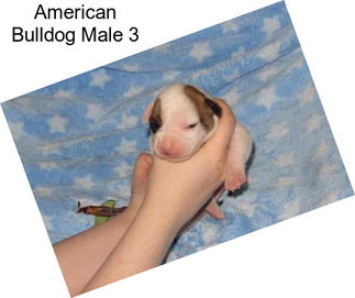 American Bulldog Male 3