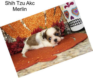 Shih Tzu Akc Merlin