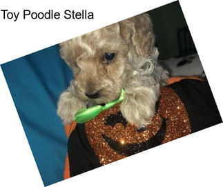 Toy Poodle Stella