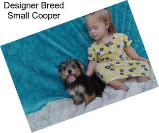 Designer Breed Small Cooper