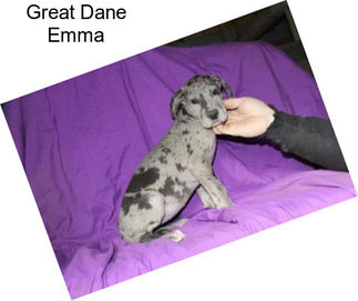 Great Dane Emma