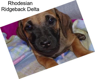 Rhodesian Ridgeback Delta