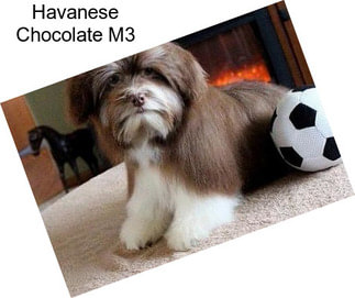 Havanese Chocolate M3