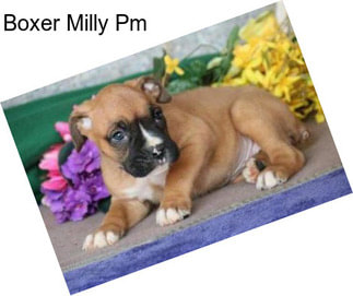 Boxer Milly Pm