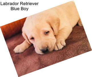 Labrador Retriever Blue Boy